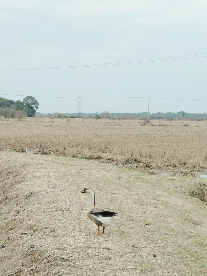 东乡纪事｜虎圩乡记