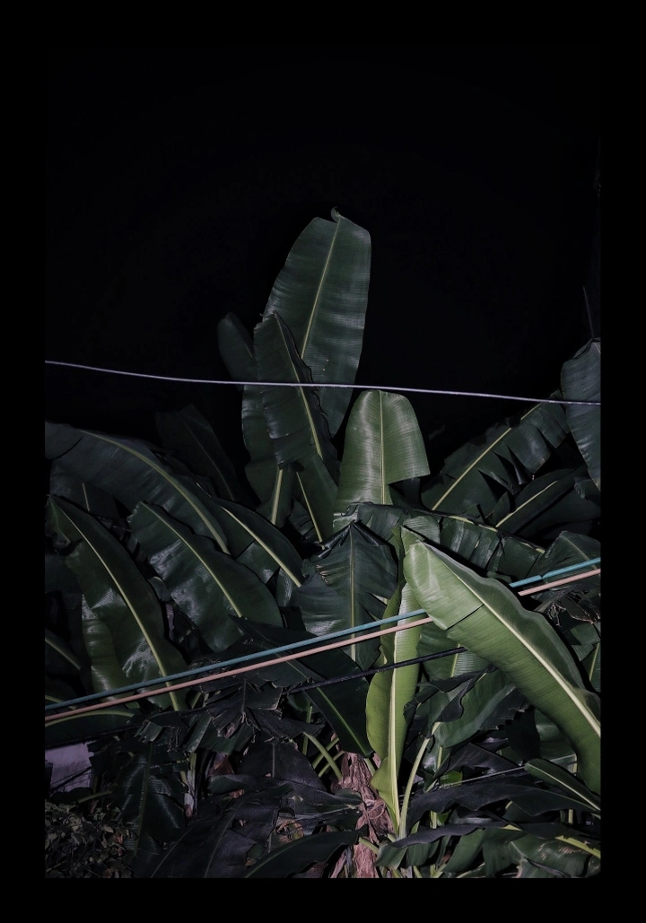 这个夜晚关于芭蕉