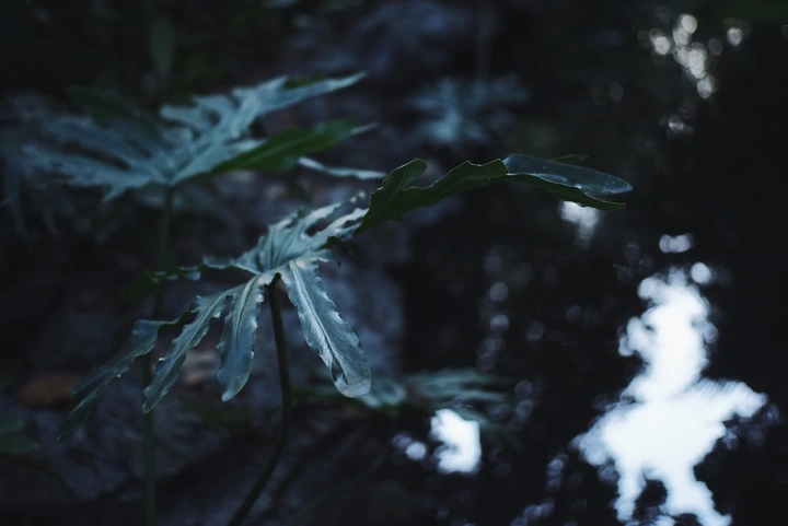 森