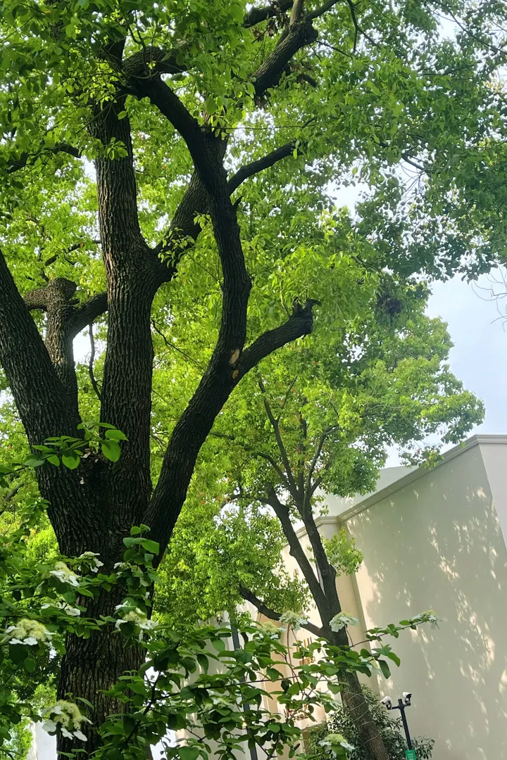 春日轨迹
