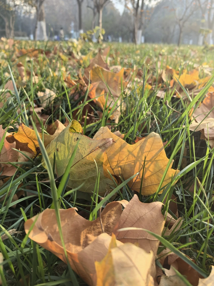 枫叶🍁