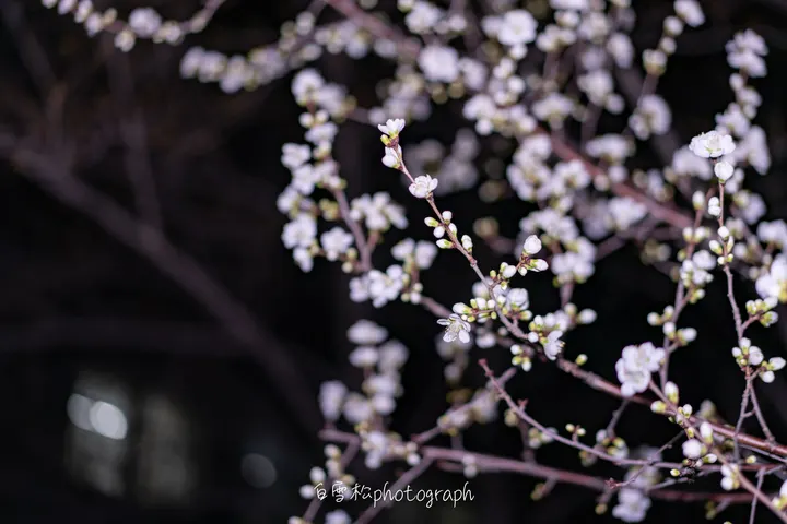 夜深花未眠
