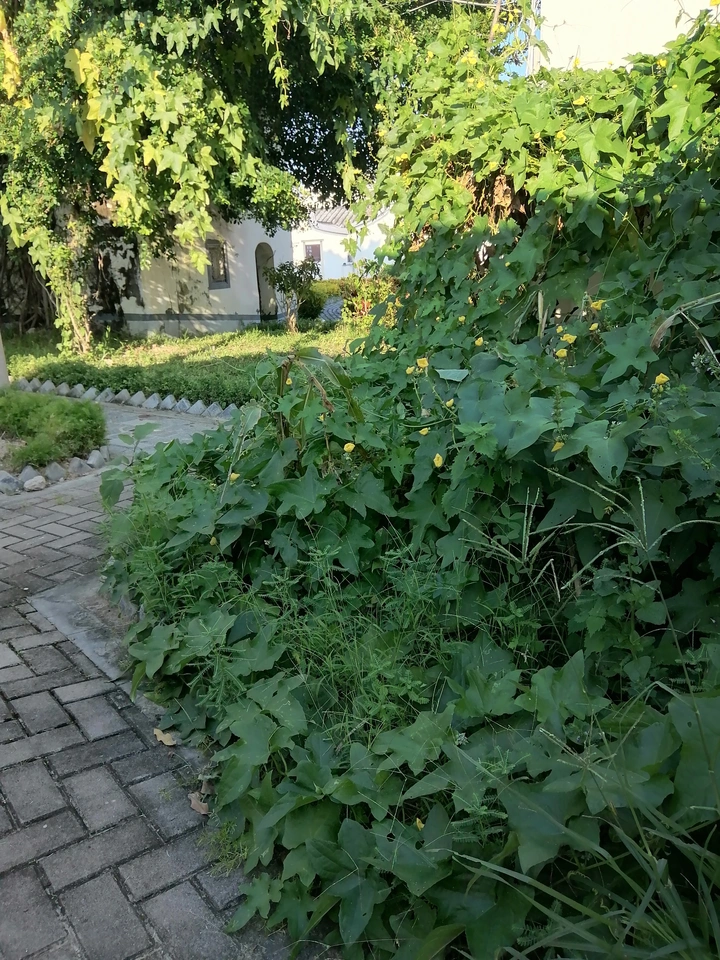大自然的风景