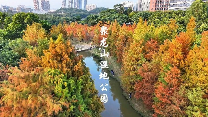 坪山聚龙山湿地公园落羽杉