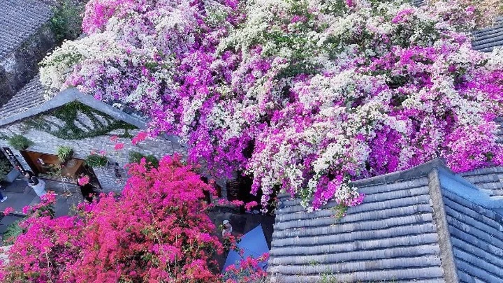 深圳〡🌸甘坑古镇，长在屋顶的三角梅！