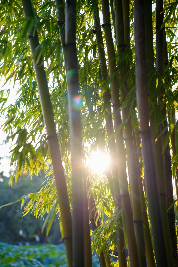 昆明翠湖秋如春景，翠绿依旧