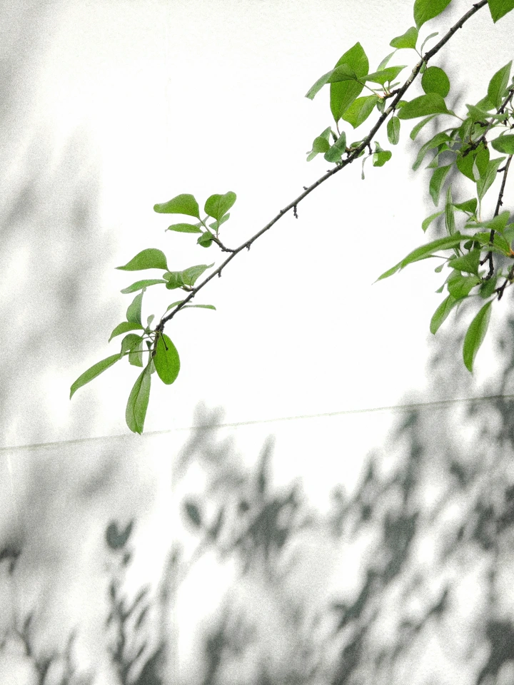 树.影