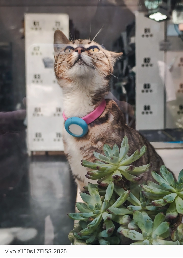 猫老板