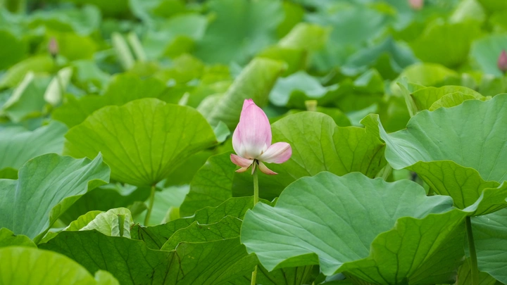 蹲下来的夏天——西湖荷瓣里的微观时节