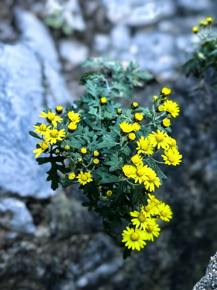 秋菊