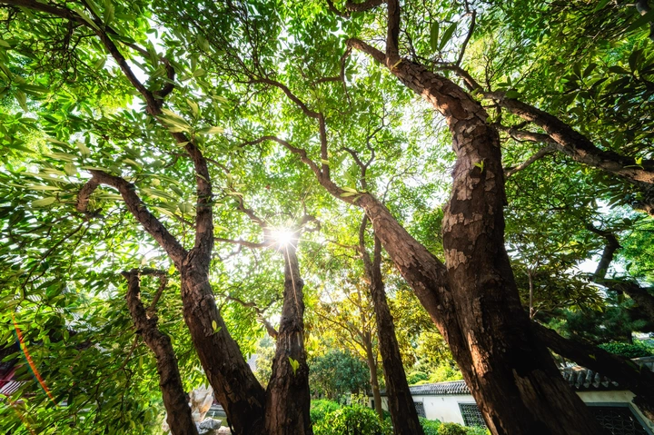 肆意生长的大树🌳