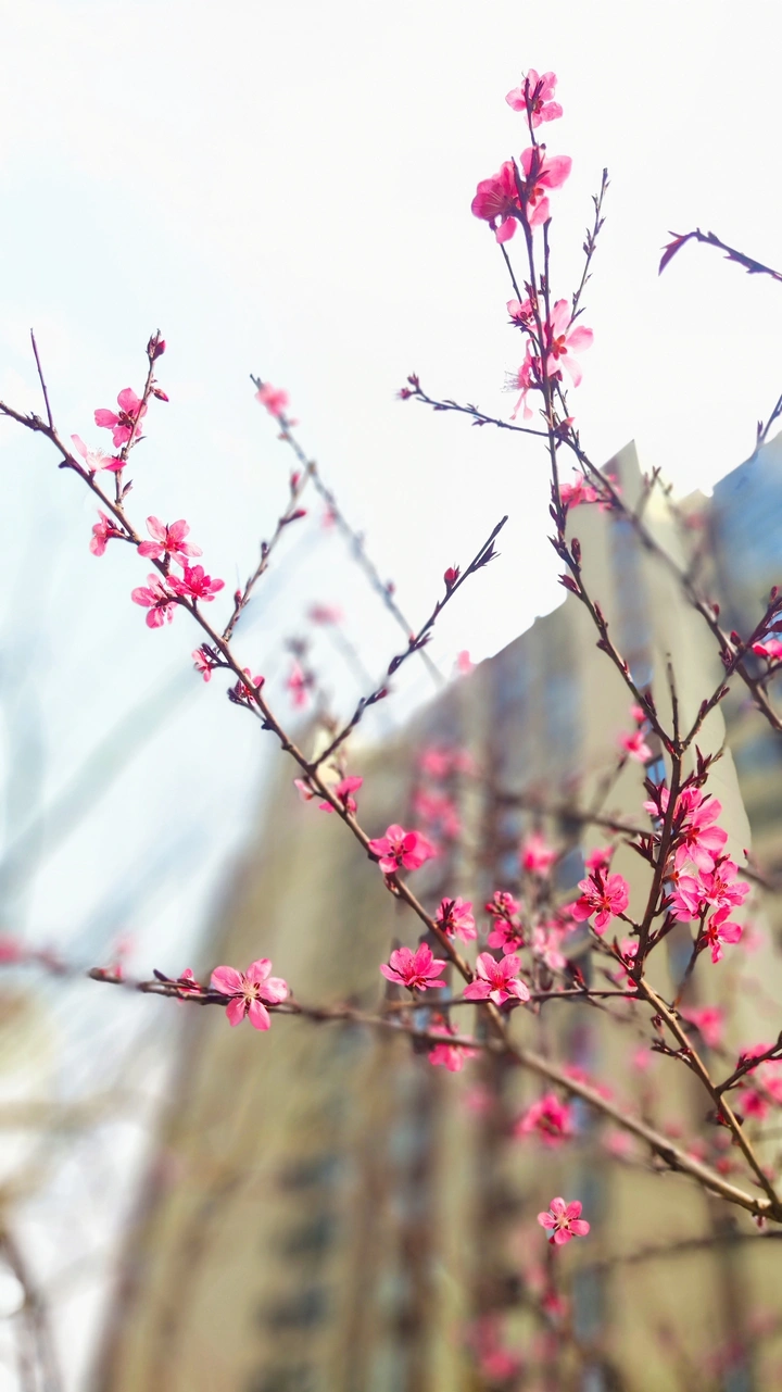 三月桃花