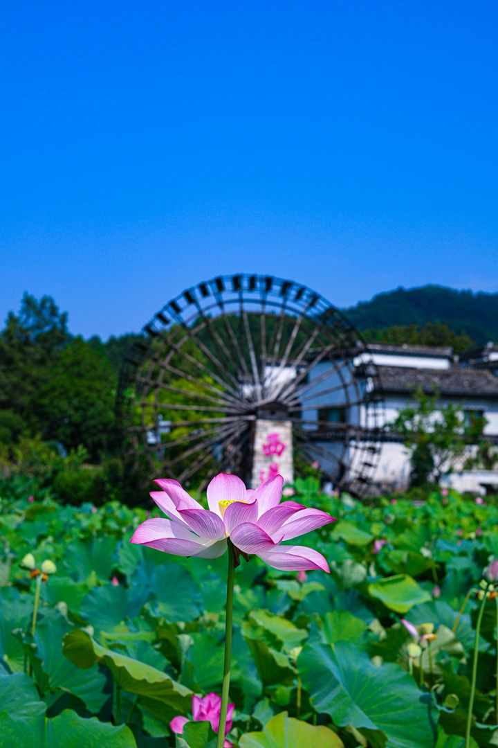 荷畔