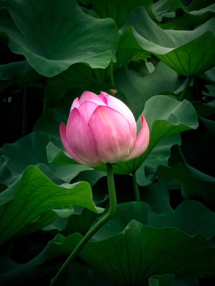 荷