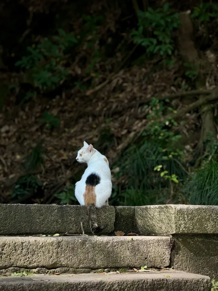 偶遇的野猫