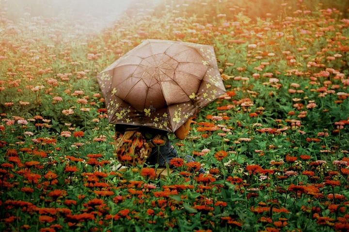 杜邑花海