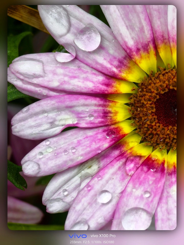 雨后的花朵