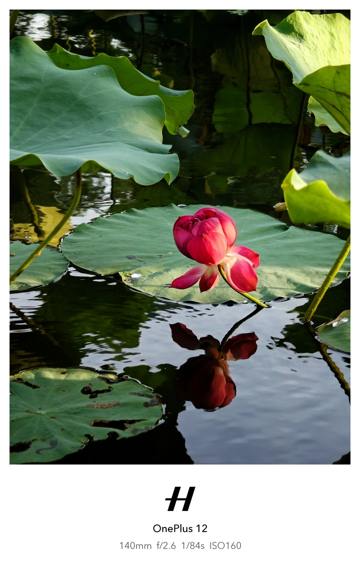 荷花🪷