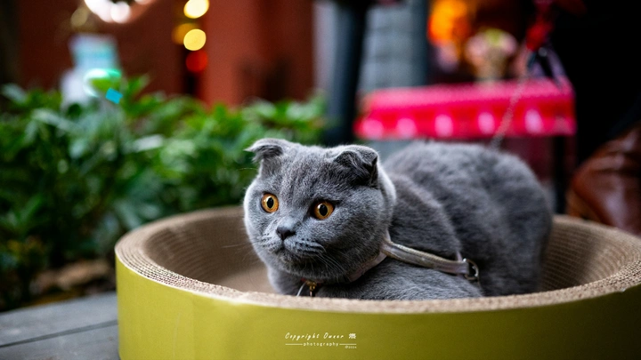 一只猫