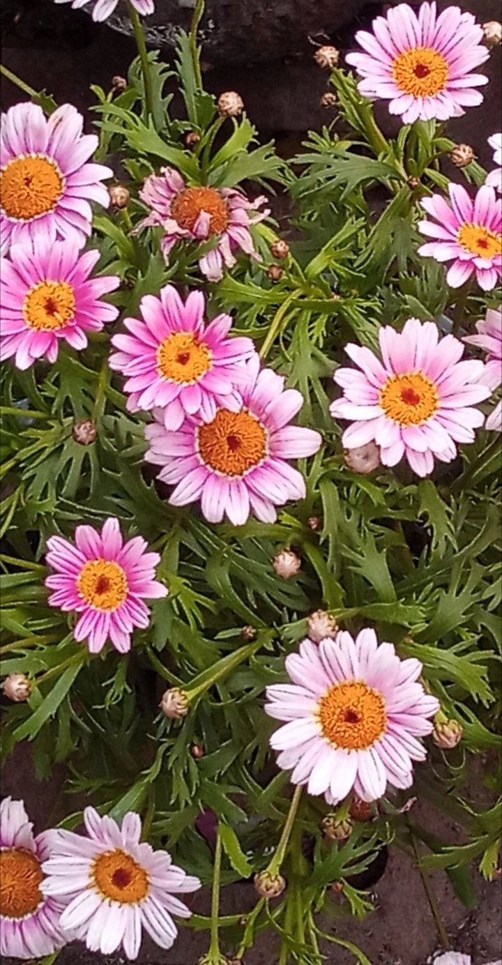 竞相绽放笑颜的雏菊