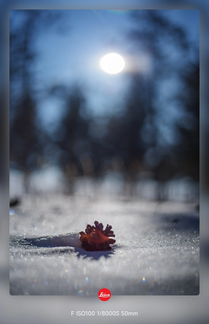 白雪里的一抹颜色