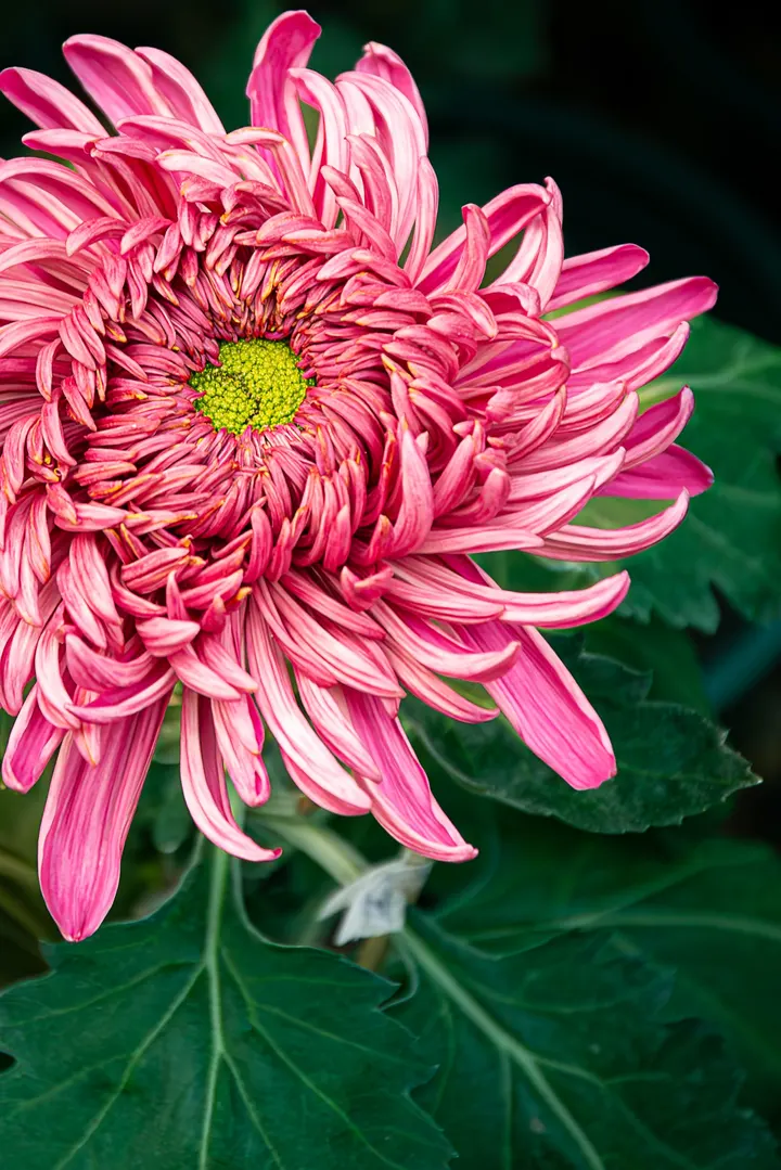 菊