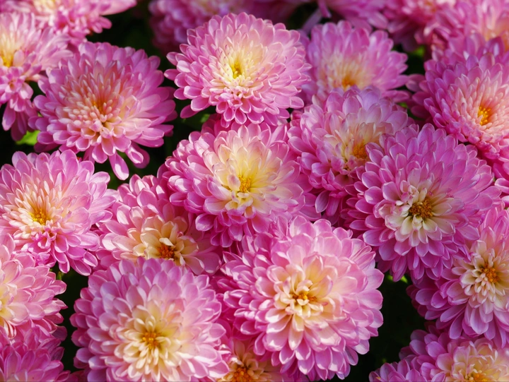 菊花