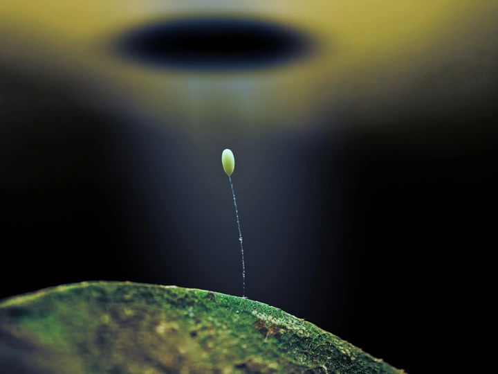 草蛉卵的科幻猜想