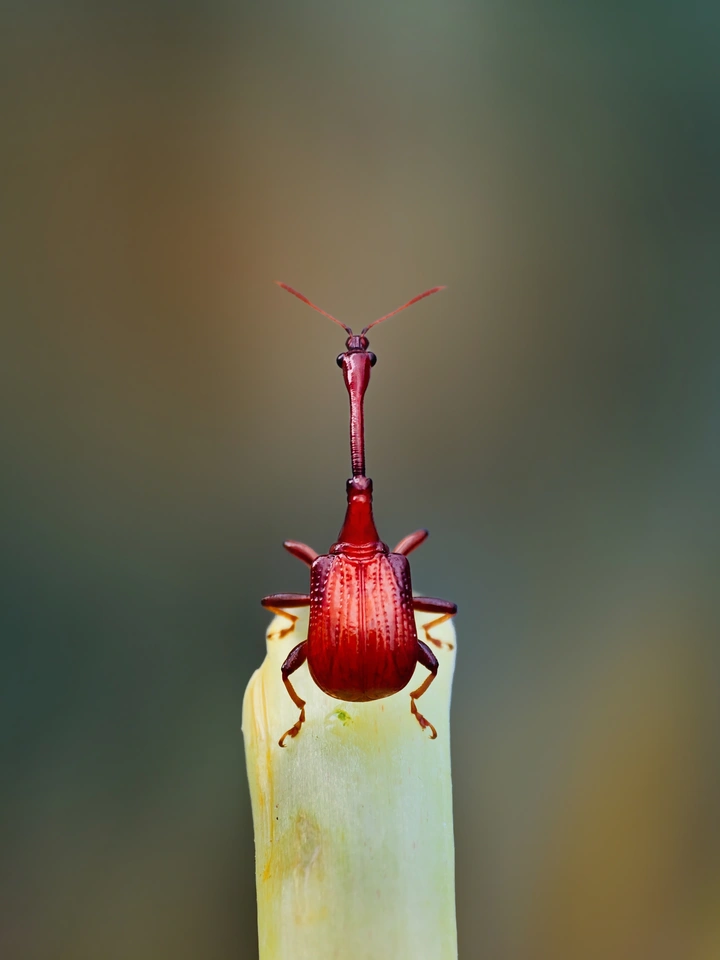 微距虫虫