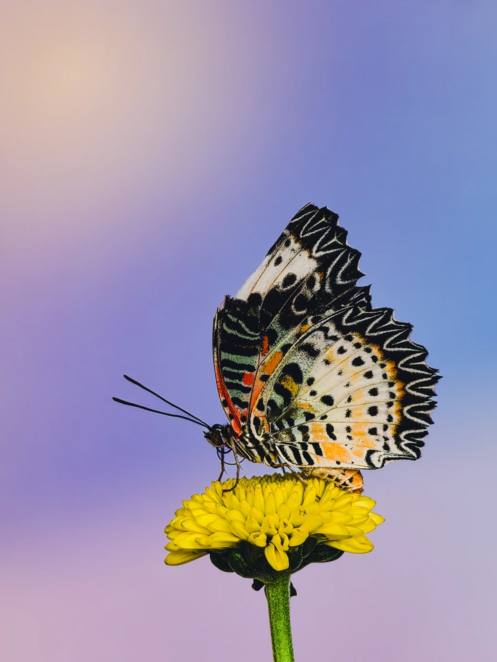 灵蝶逸梦黄花间