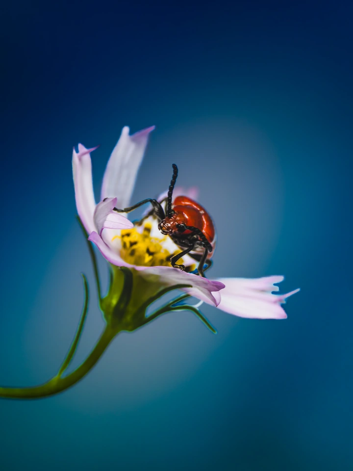 花间赤甲