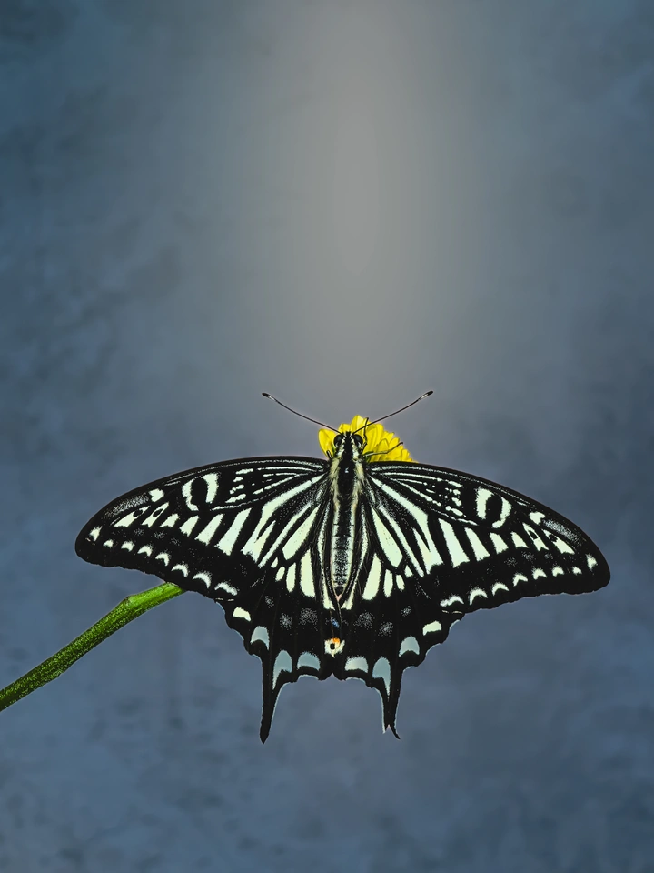 蝶驻芳蕊