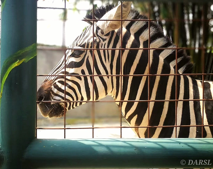 zebra～～～