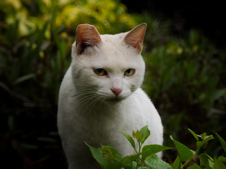 好帅的猫猫～