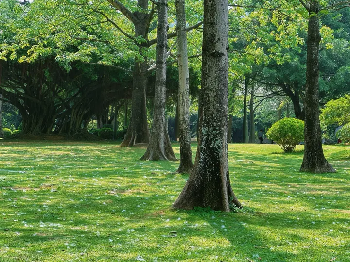 绿荫