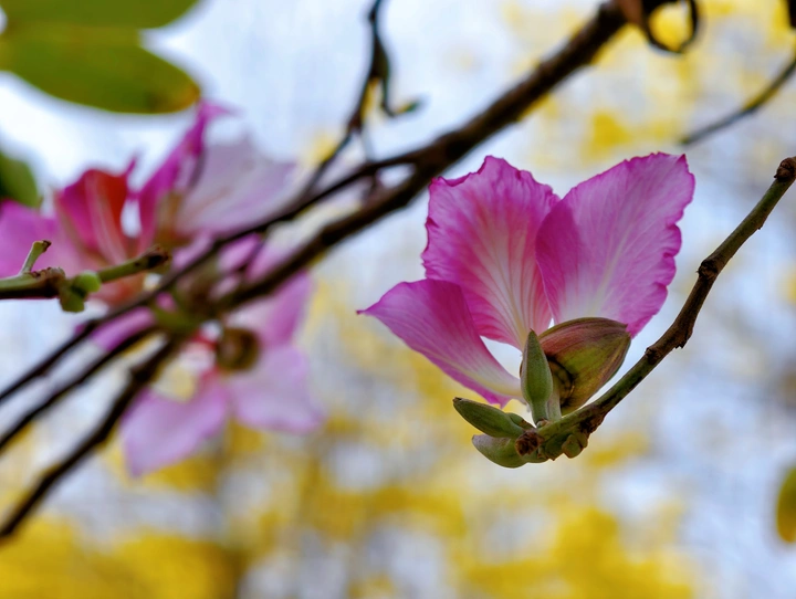 🌸