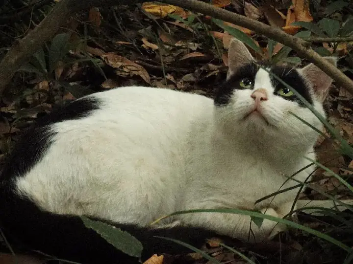 川传小猫₍˄·͈༝·͈˄₎ฅ˒