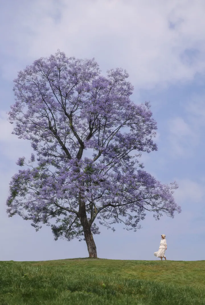浪漫预警！蓝花楹花期已至