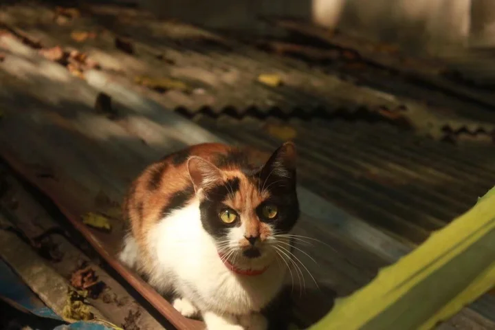 小猫