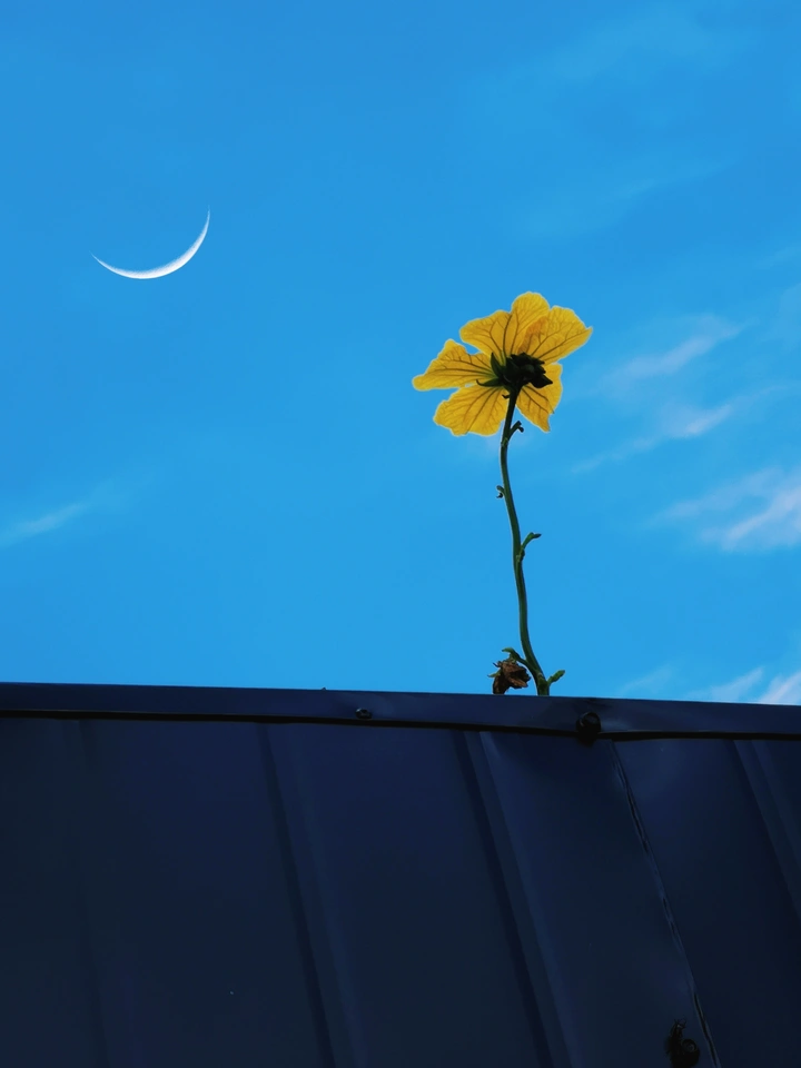花月正春风