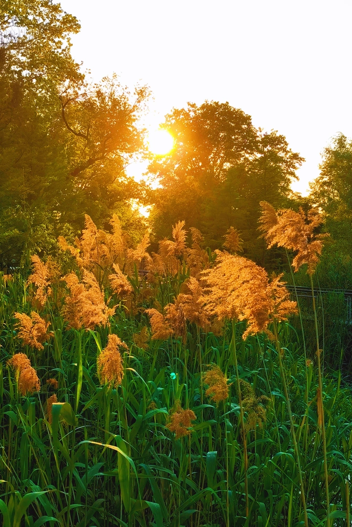 夕阳里 希望烈