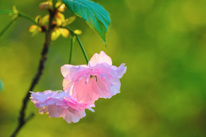 一缕阳光照樱花