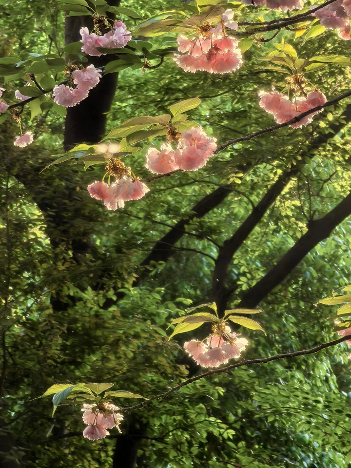 重瓣晚樱