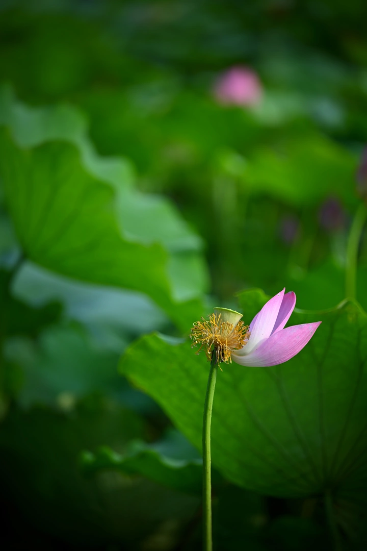 荷