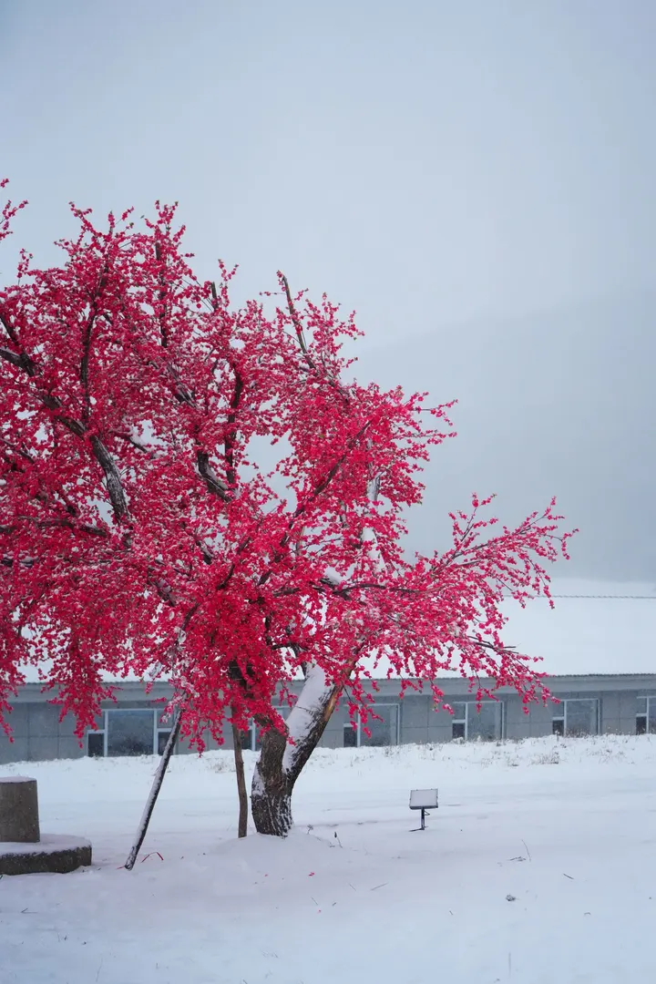 东北雪松