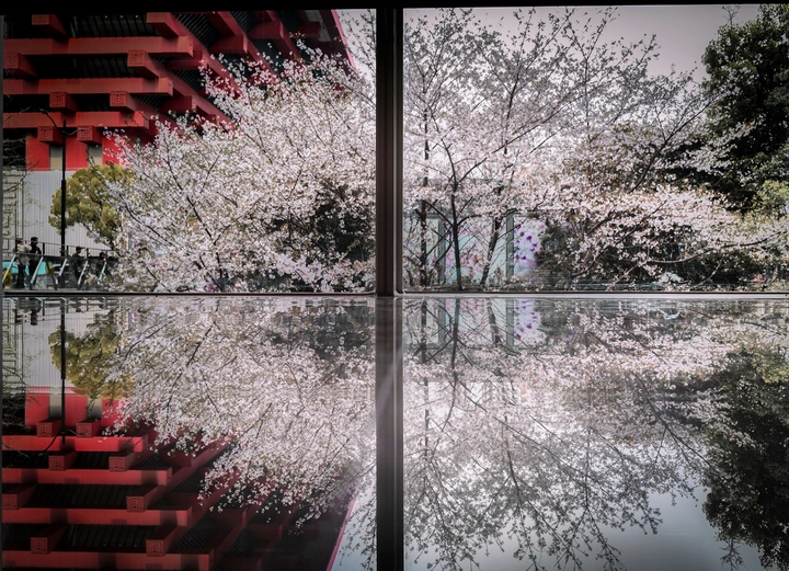 中华艺术宫遇上樱花