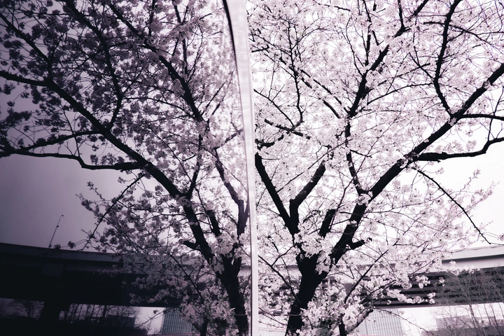 南浦大桥下的樱花车站