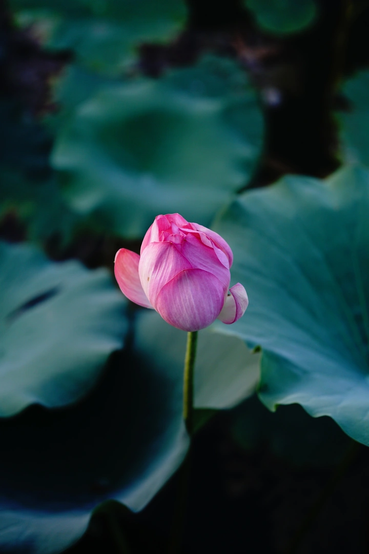 夏荷