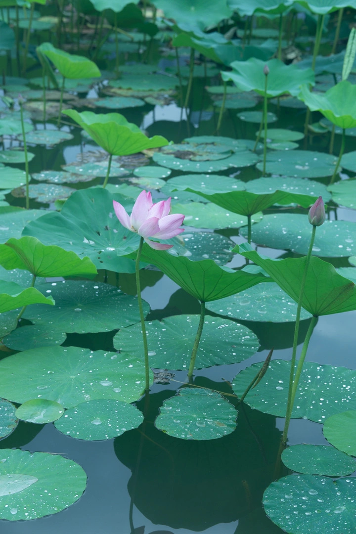 夏荷