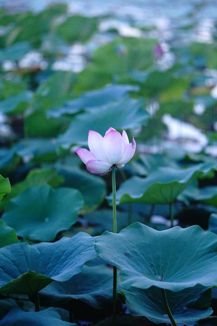 夏荷